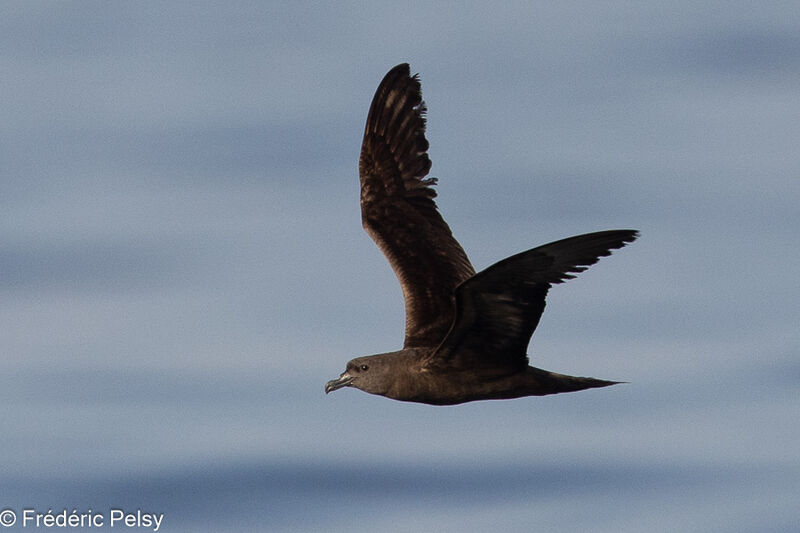 Jouanin's Petrel, Flight