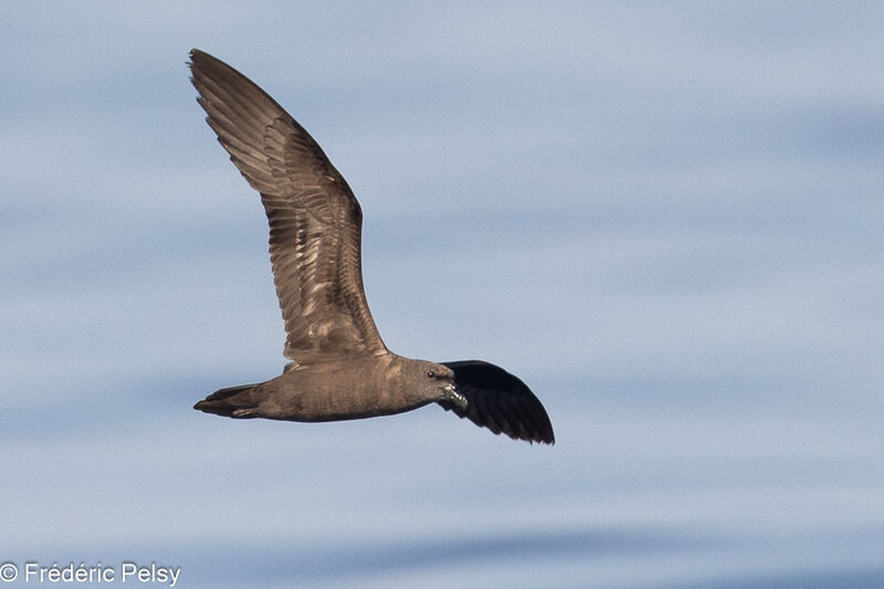 Jouanin's Petrel, Flight