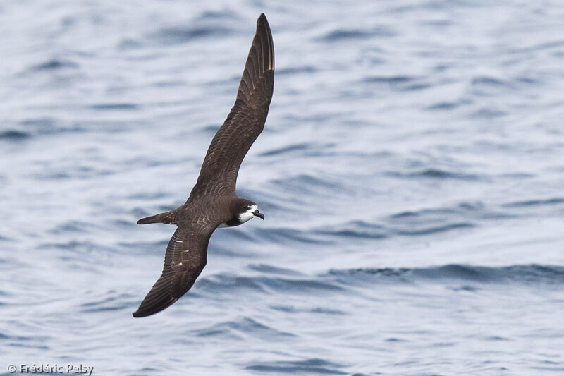 Pétrel des Galapagos