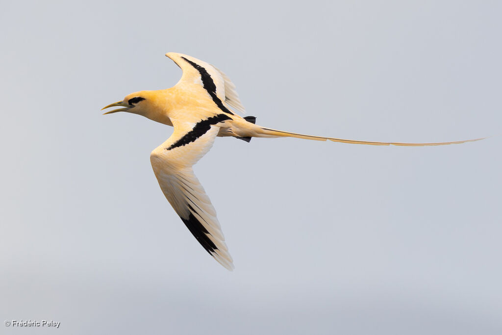 Phaéton à bec jaune