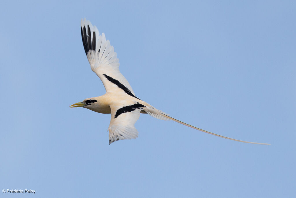 Phaéton à bec jaune