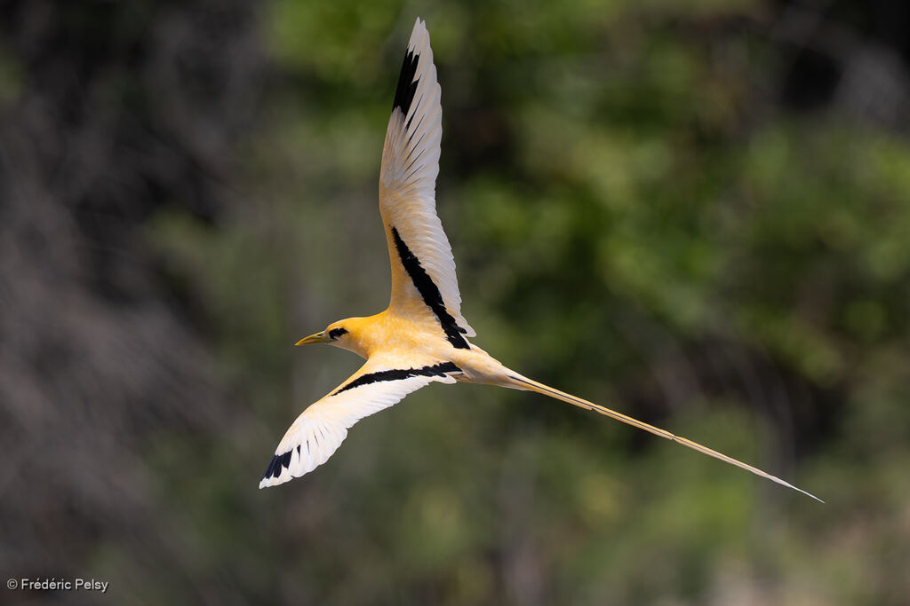 Phaéton à bec jaune