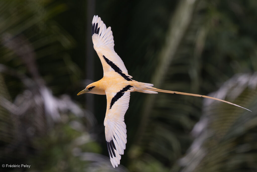 Phaéton à bec jaune
