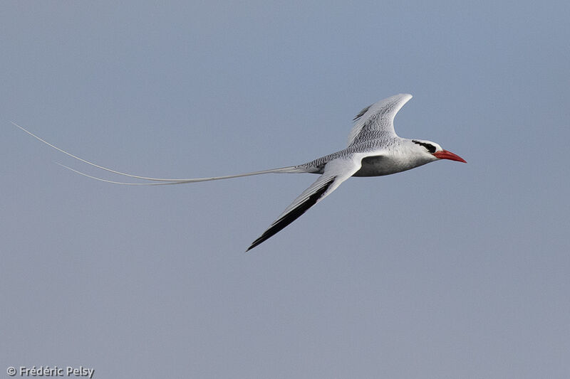 Phaéton à bec rouge