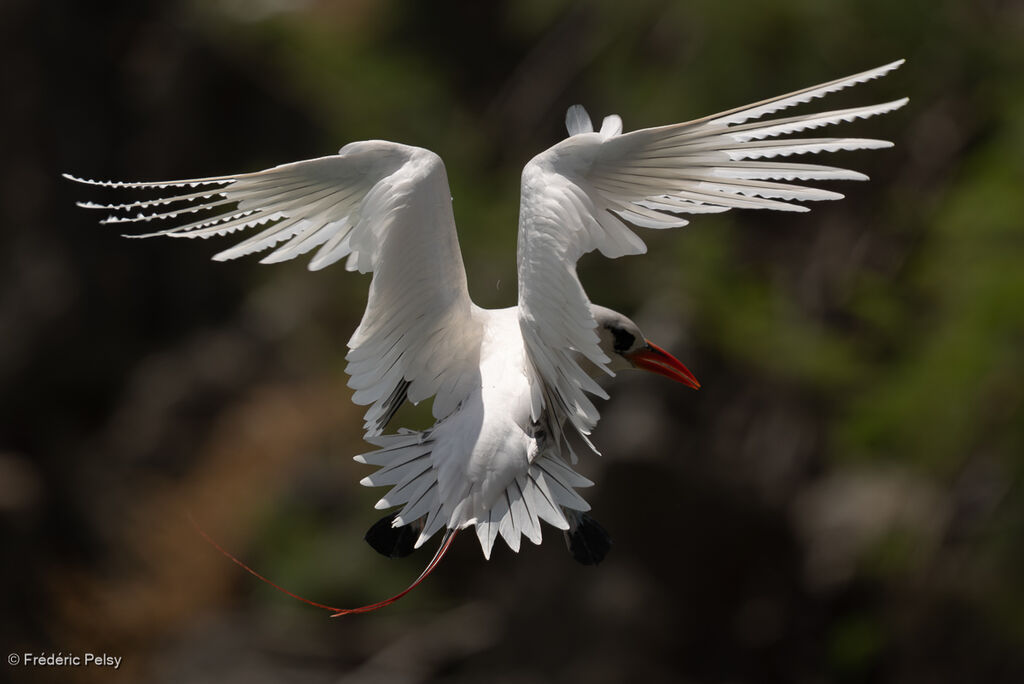 Phaéton à brins rouges