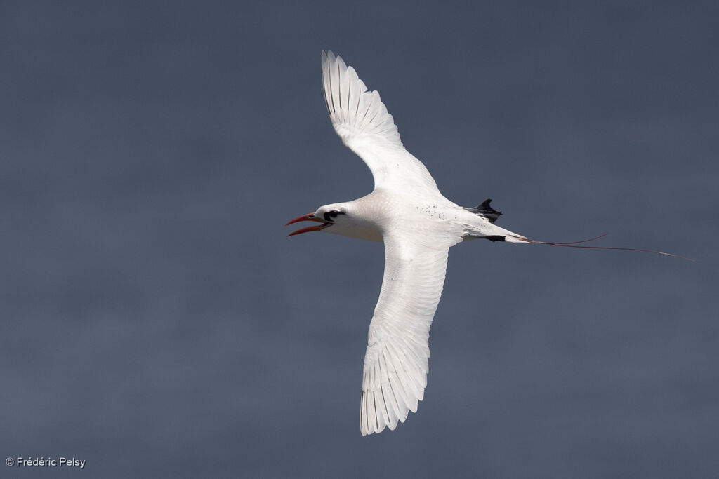 Phaéton à brins rouges