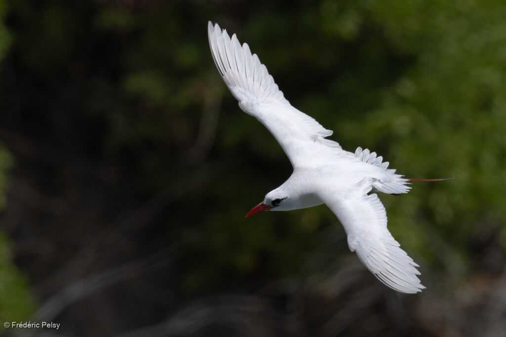 Phaéton à brins rouges