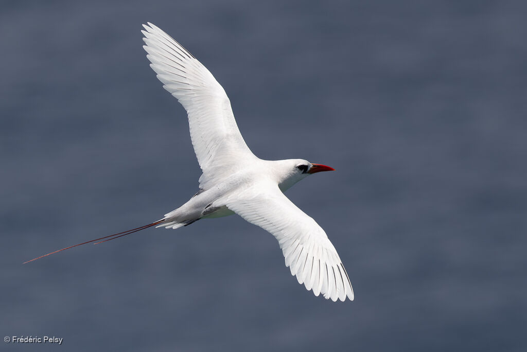 Phaéton à brins rouges