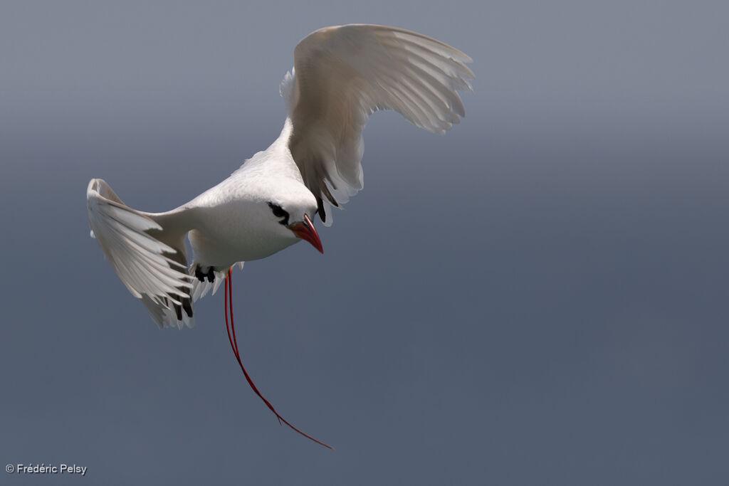 Phaéton à brins rouges