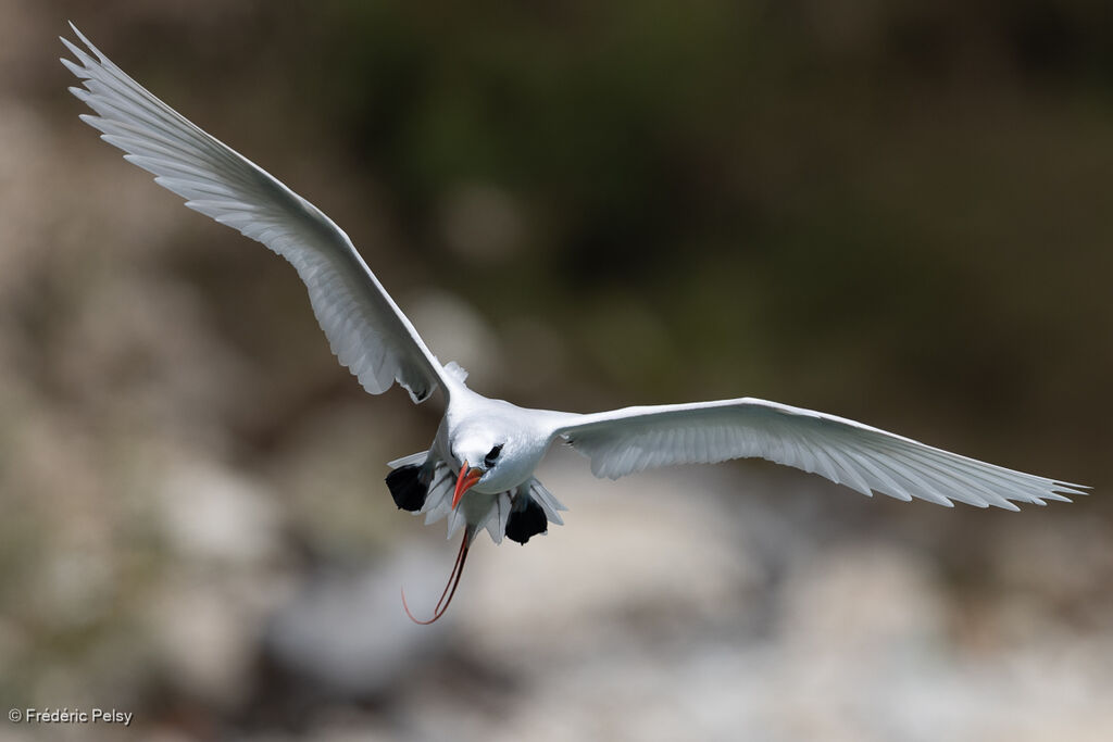 Phaéton à brins rouges