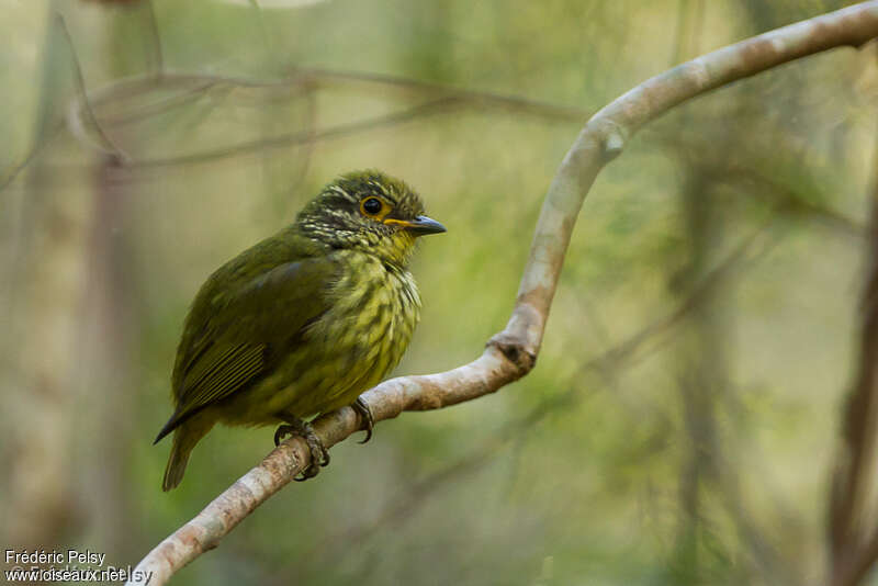 Schlegel's Asity female adult, identification