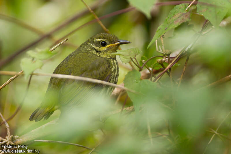 Velvet Asity female adult, identification