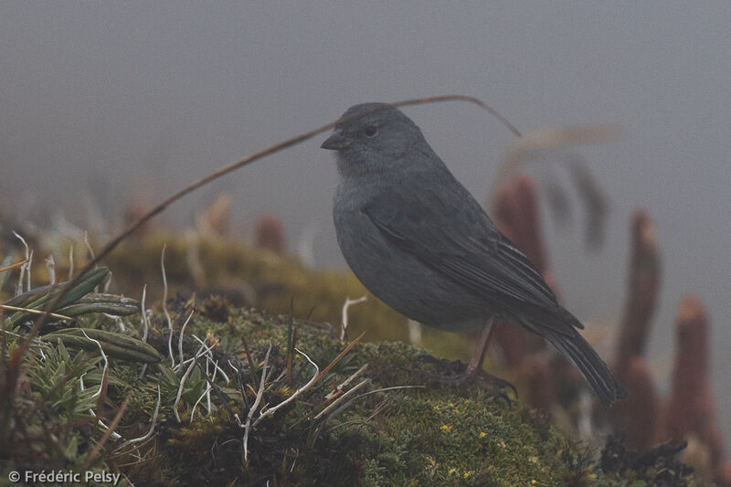 Plumbeous Sierra Finch