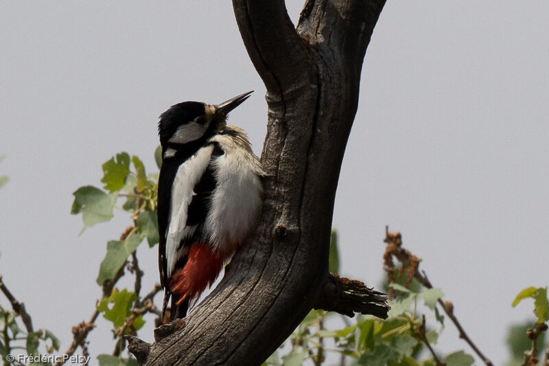 White-winged Woodpecker