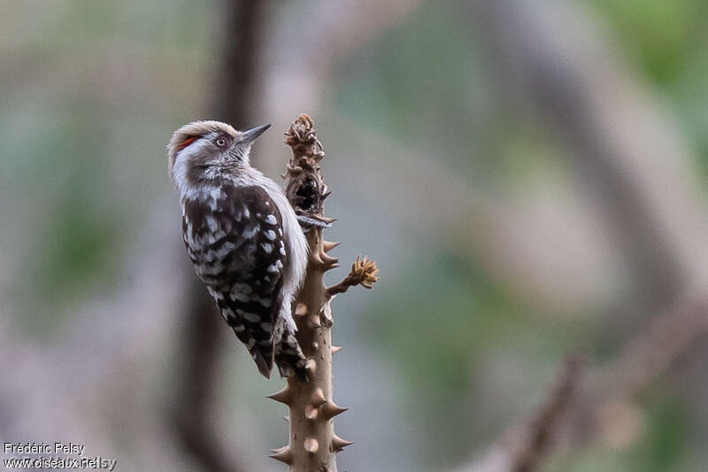 Brown-capped Pygmy Woodpecker male adult, identification