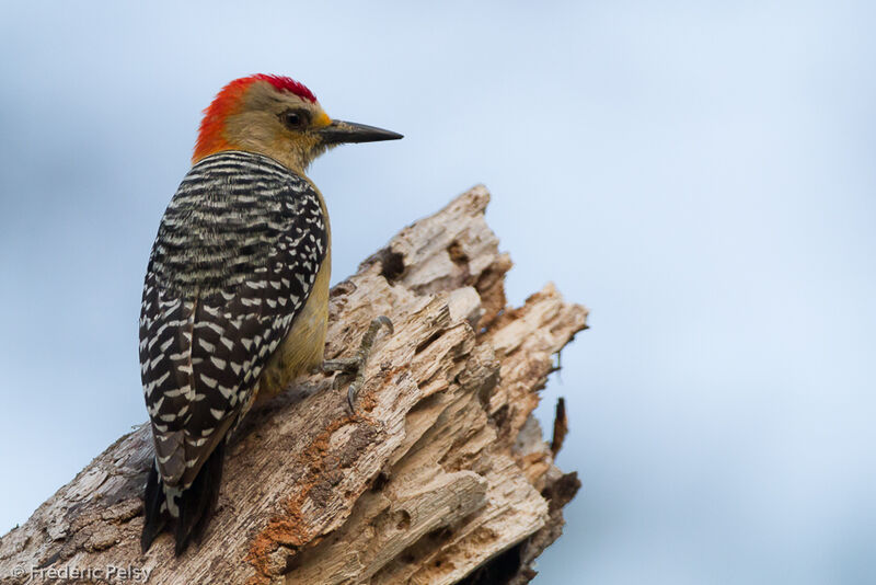 Red-crowned Woodpecker