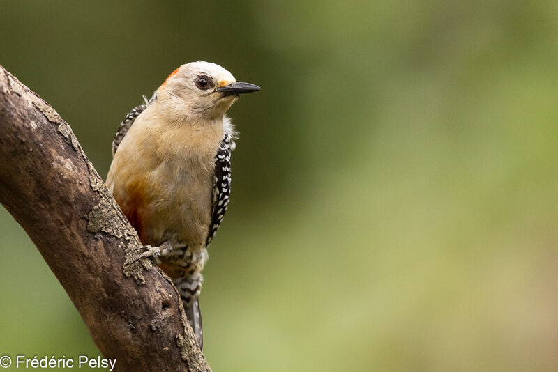 Red-crowned Woodpecker female