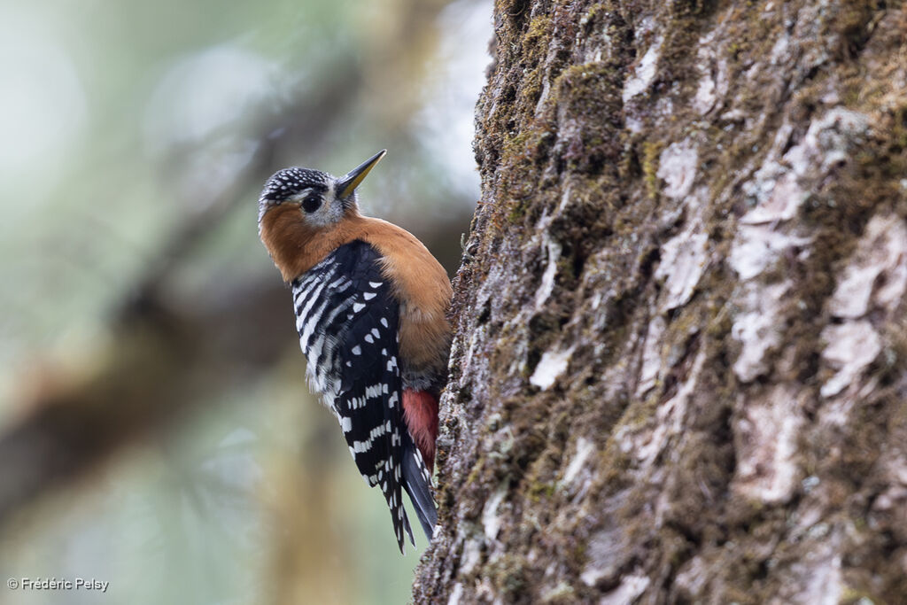 Rufous-bellied Woodpecker