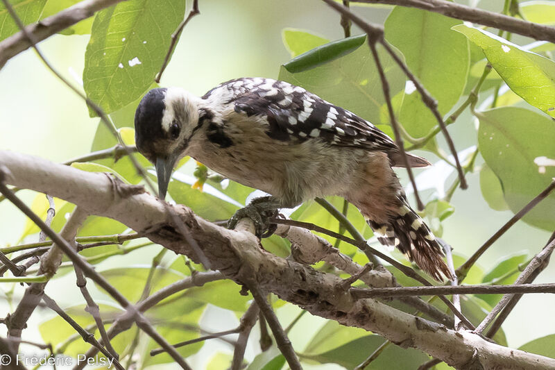 Freckle-breasted Woodpecker