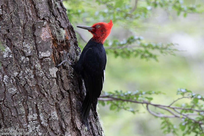 Magellanic Woodpecker male adult, identification