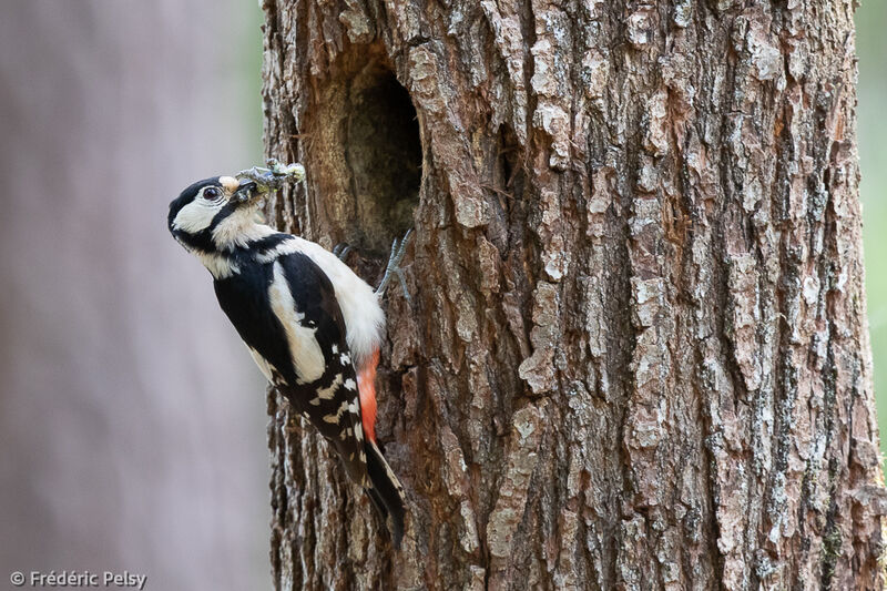 Great Spotted Woodpecker female adult, Reproduction-nesting