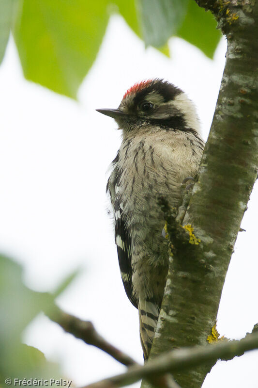 Lesser Spotted Woodpecker male adult