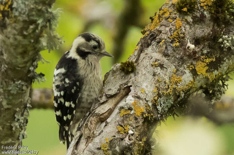 Lesser Spotted Woodpecker female juvenile, identification