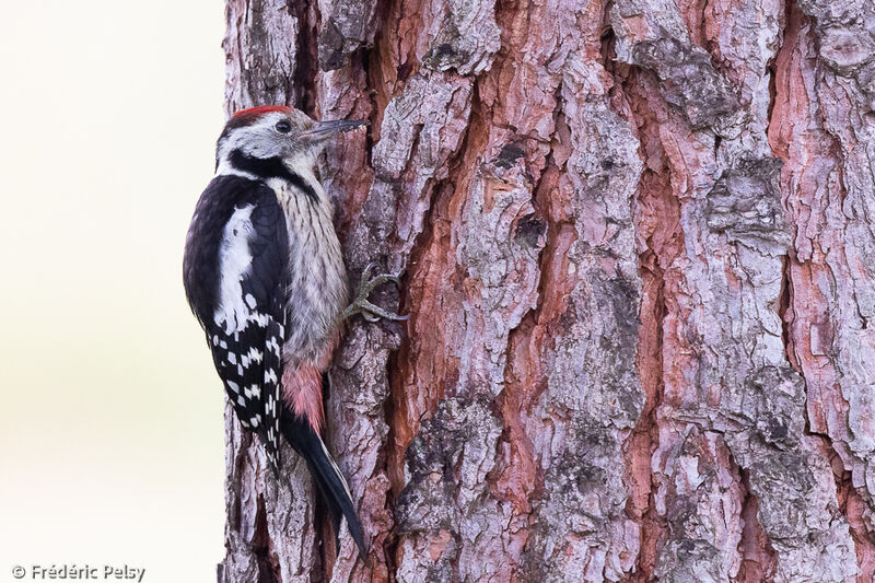 Middle Spotted Woodpecker