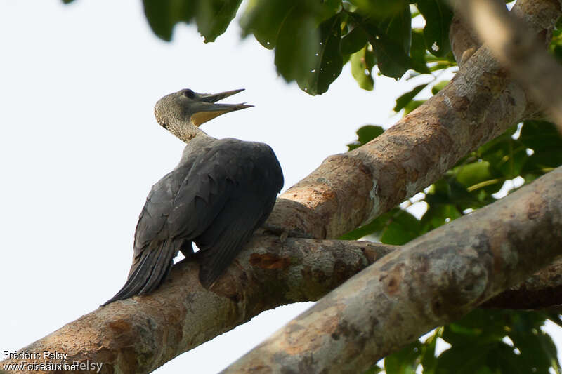 Great Slaty Woodpecker female adult, identification