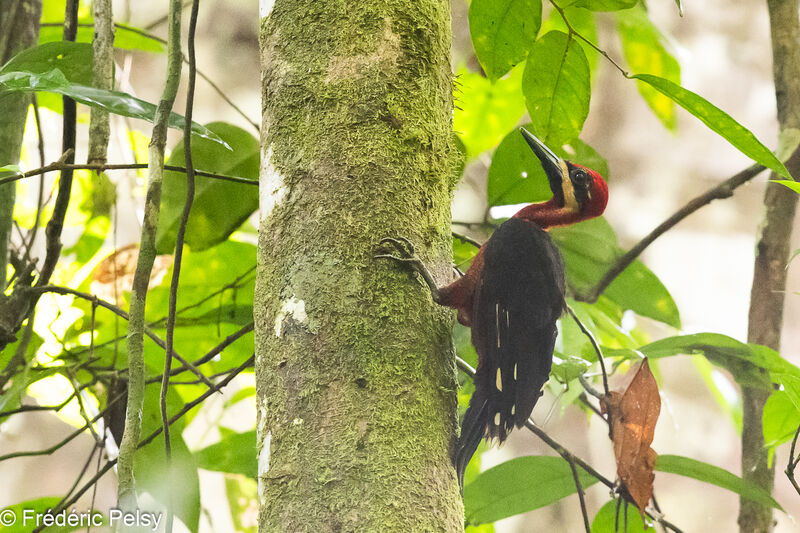 Splendid Woodpecker