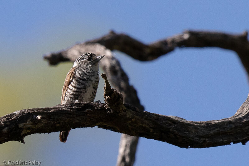 White-barred Piculet