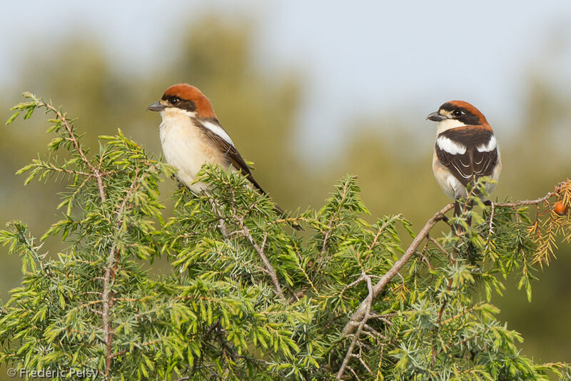 Woodchat Shrike 