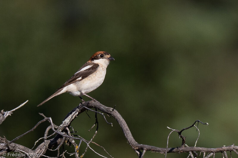 Woodchat Shrike female adult