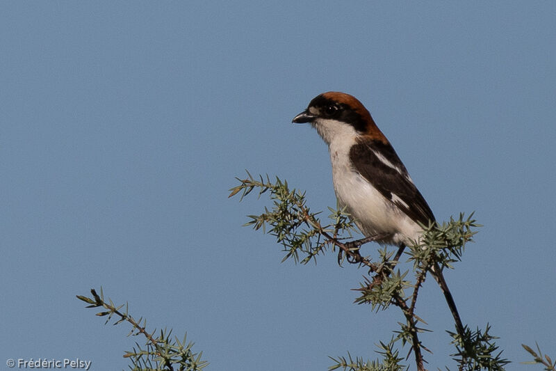 Pie-grièche à tête rousse mâle adulte