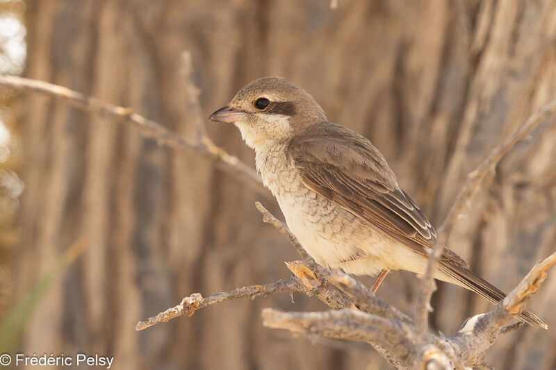 Red-tailed Shrike