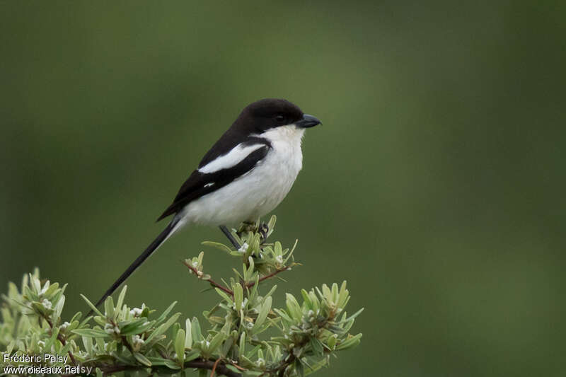 Southern Fiscaladult, identification