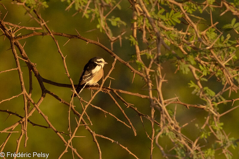 Masked Shrike