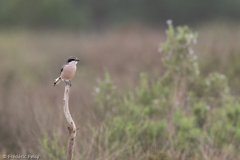 Iberian Grey Shrike