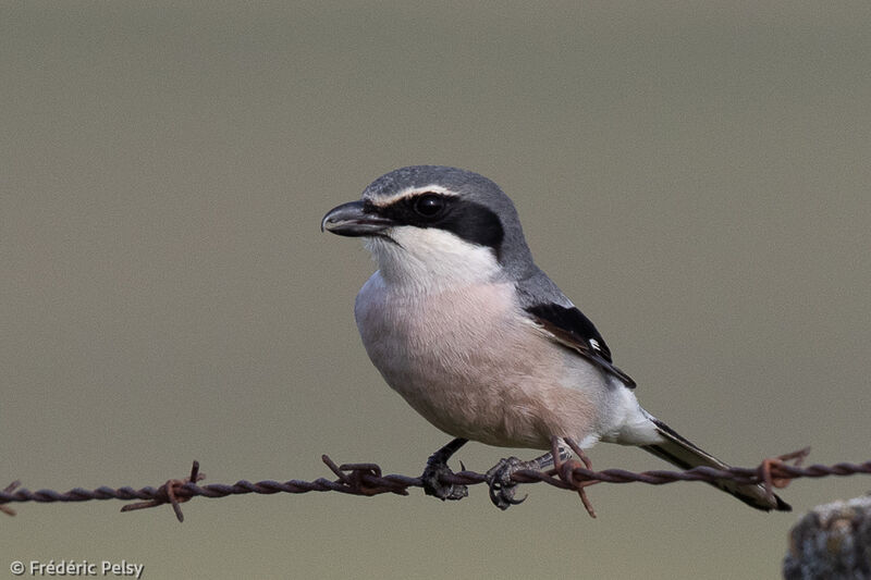 Iberian Grey Shrike