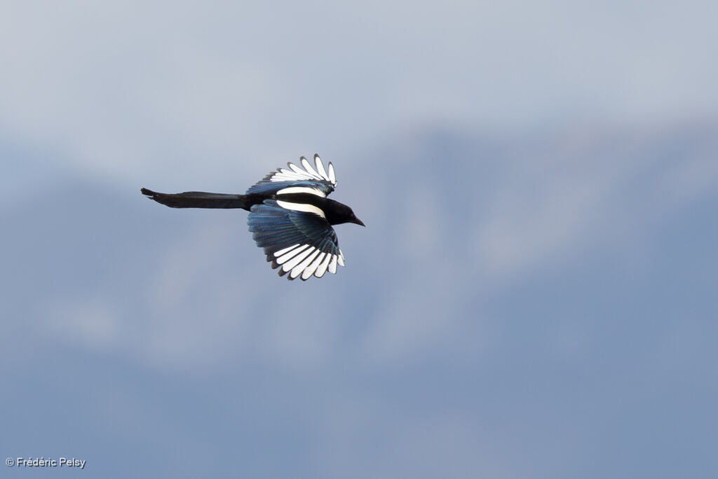 Black-rumped Magpie