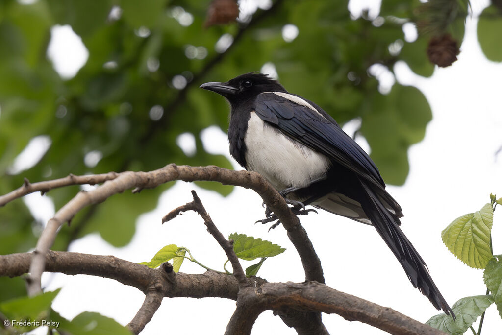 Oriental Magpie
