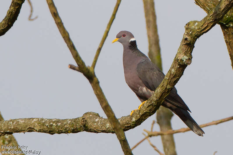 Pigeon à queue barréeadulte, identification