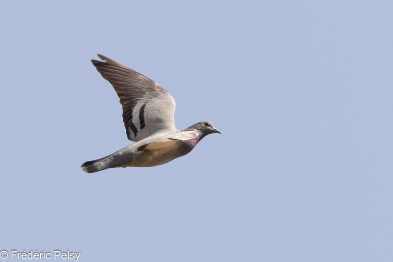 Rock Dove, Flight