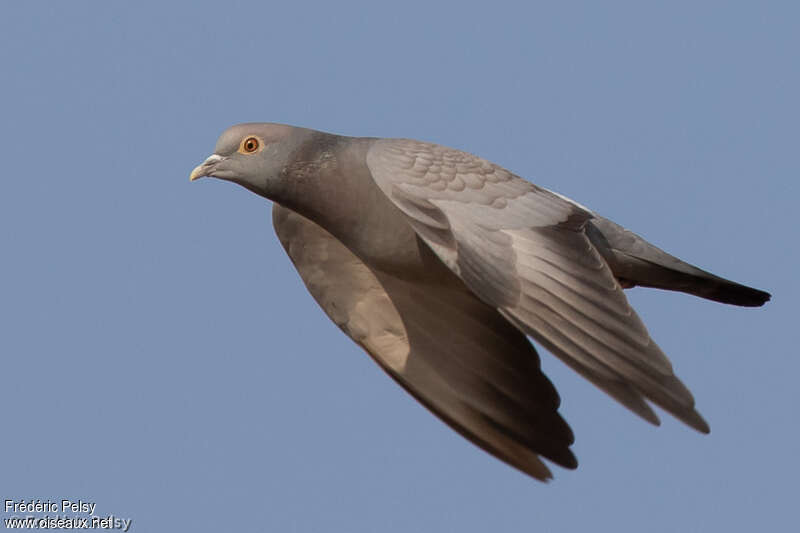 Yellow-eyed Pigeonadult, Flight