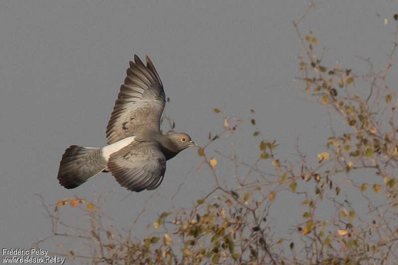 Pigeon d'Eversmannadulte, identification