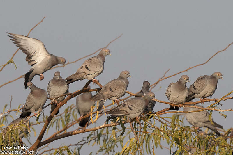 Pigeon d'Eversmannadulte, Comportement