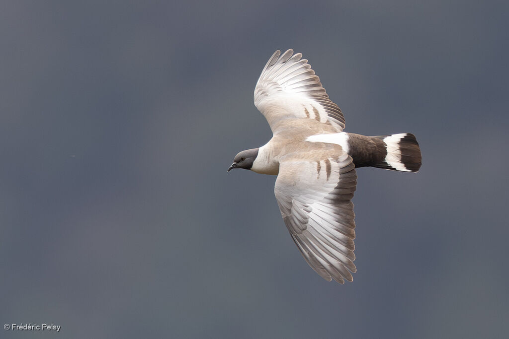 Pigeon des neiges, Vol