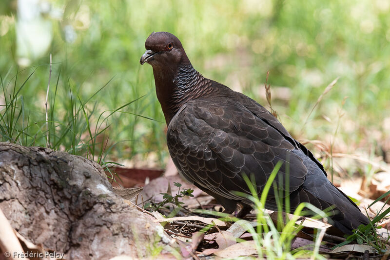 Picazuro Pigeon