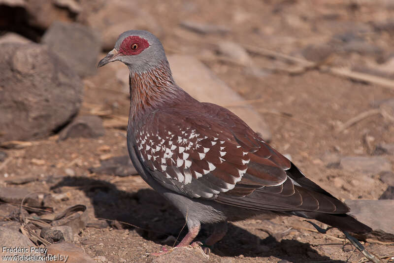 Speckled Pigeonadult