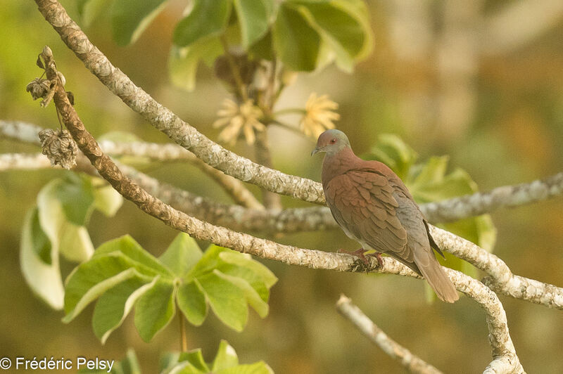 Pigeon rousset